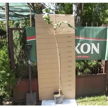 WIĄZ CAMPERDOWNII szczepiony - sadzonki 140 / 170 cm